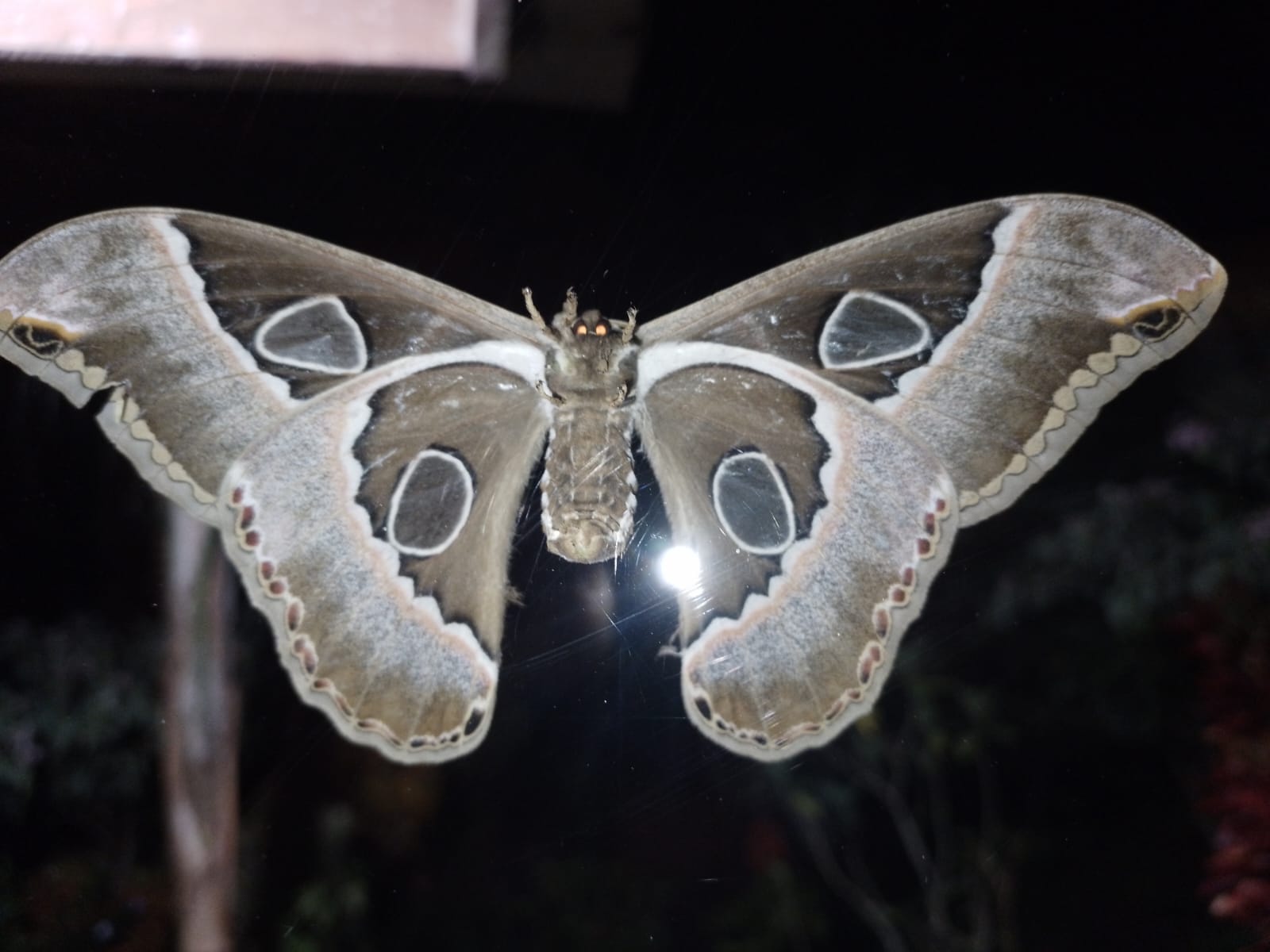 Grand papillon de nuit aux ailes déployées