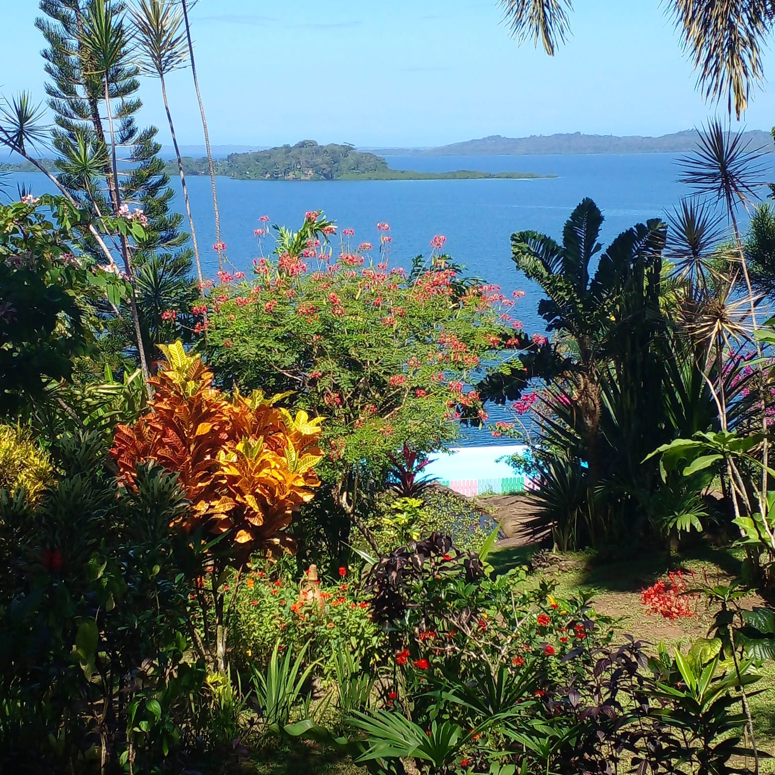 Croton orange et arbre en fleurs face aux îles