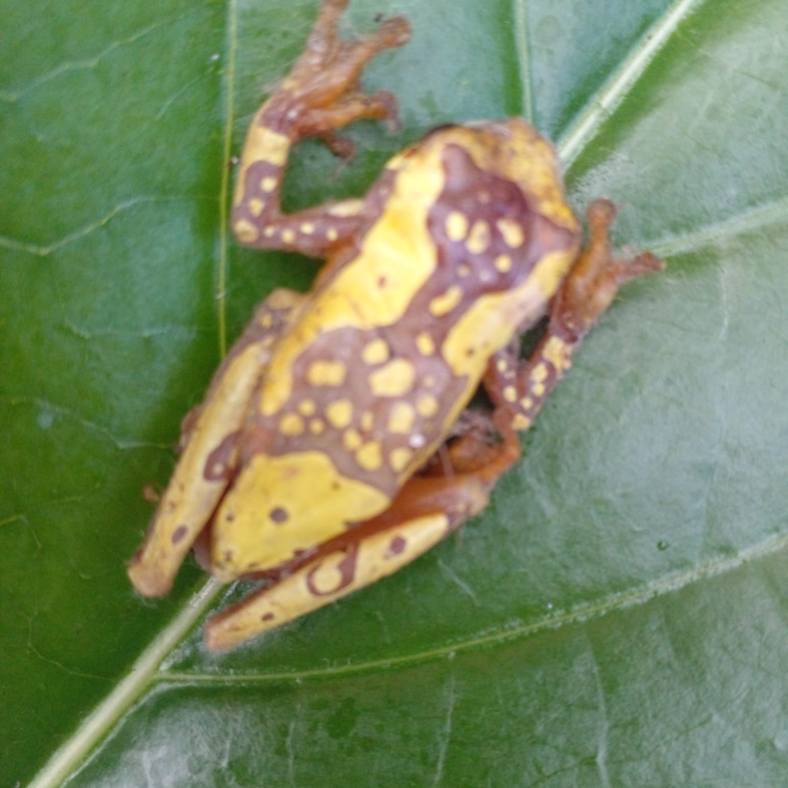 Grenouille jaune tachetée sur une feuille