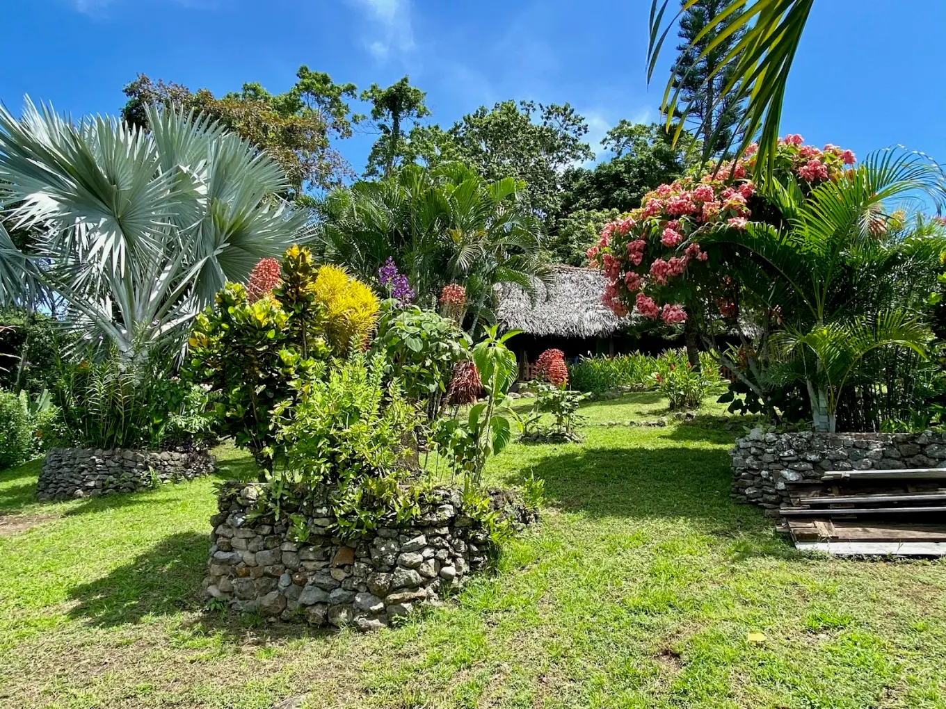 Massifs de plantes tropicales et palmiers dans le jardin