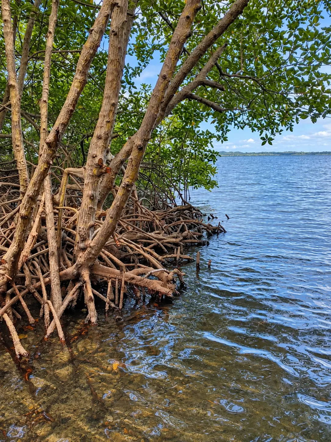 Palétuviers et racines dans l'eau claire