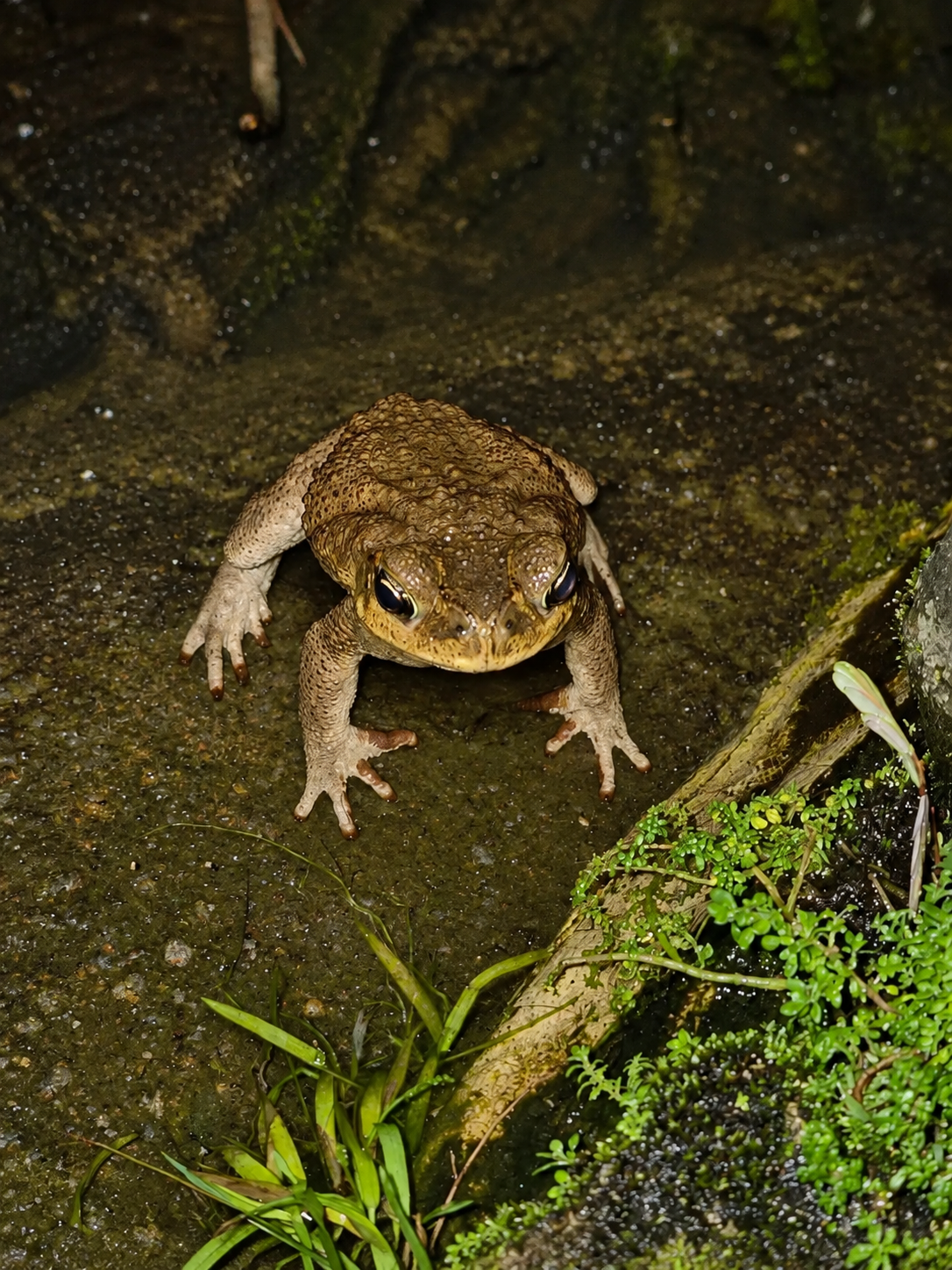 Grenouille dans le jardin tropical