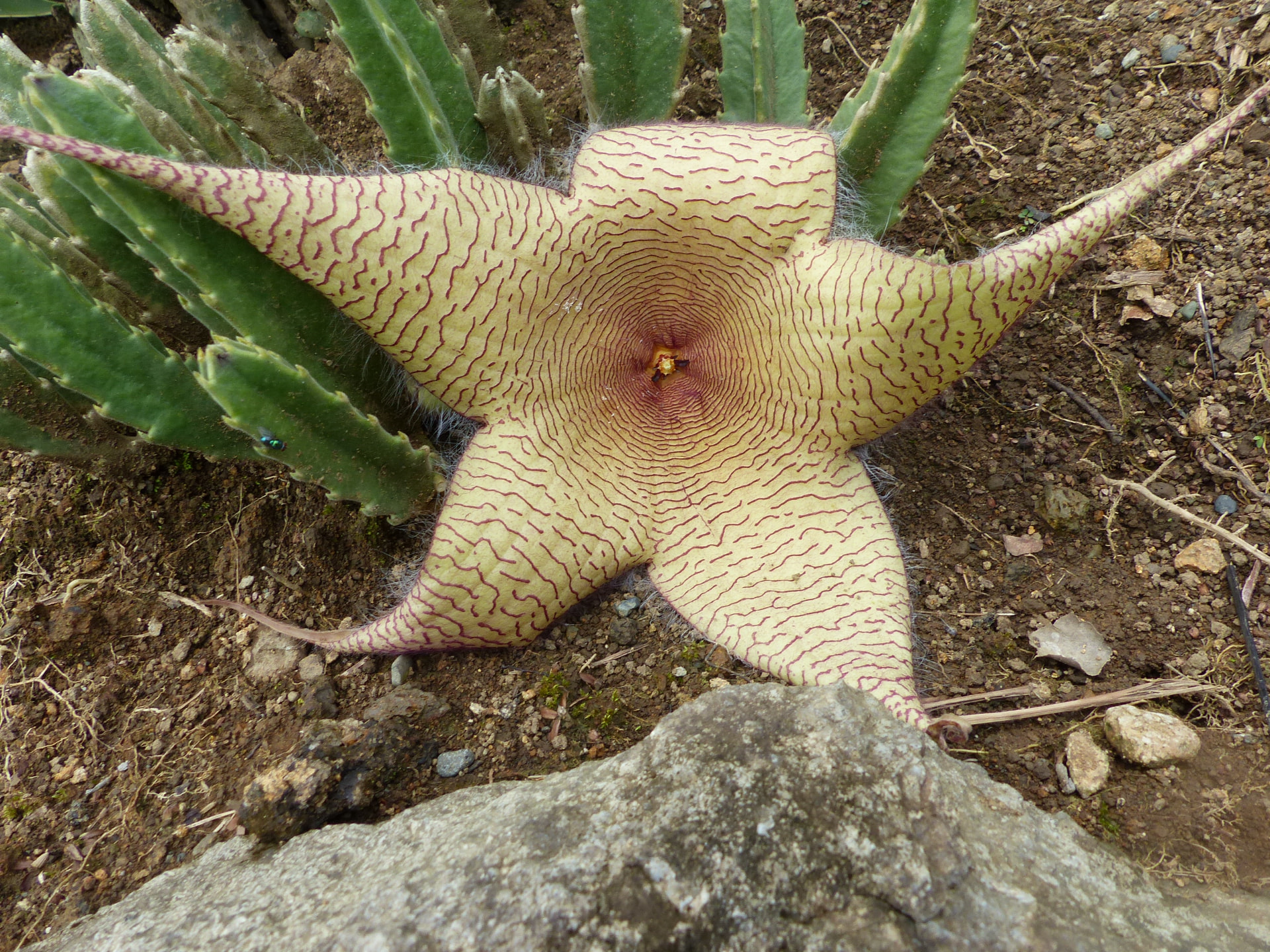 Fleur en forme d'étoile posée sur la terre, tiges succulentes en arrière-plan