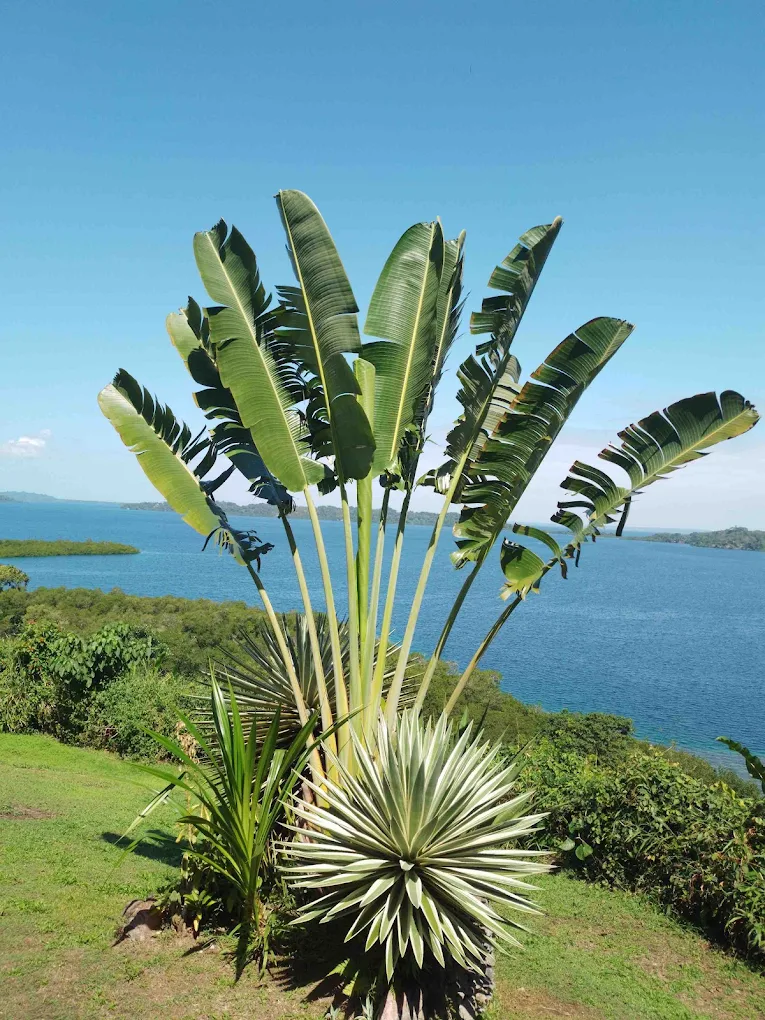 Vue du lodge et de la baie de Bocas