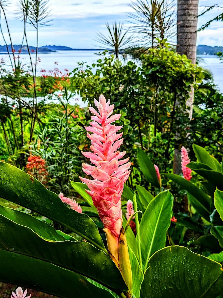 Fleur de gingembre rose devant la baie