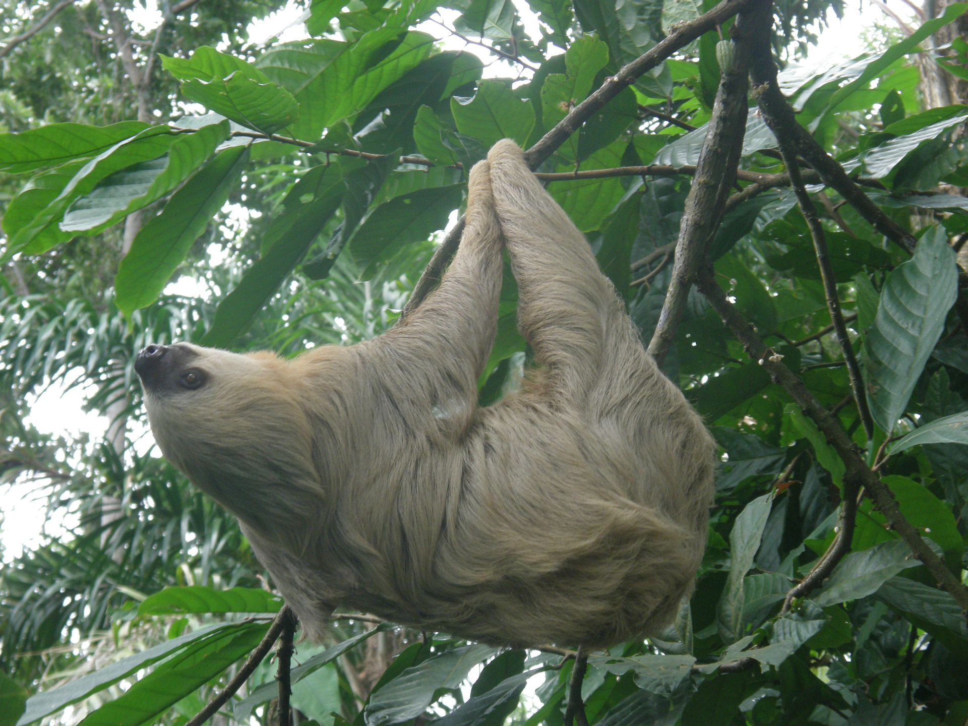 Paresseux dans un cacaoyer lors de la visite de la Finca