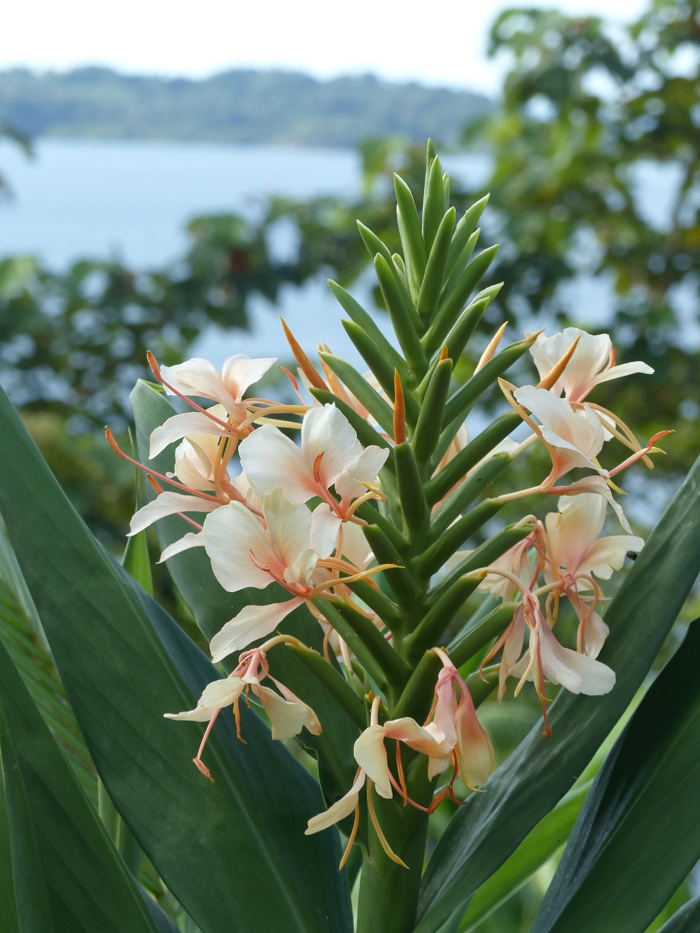 Épi floral crème et orangé entouré de larges feuilles vertes, la mer en fond