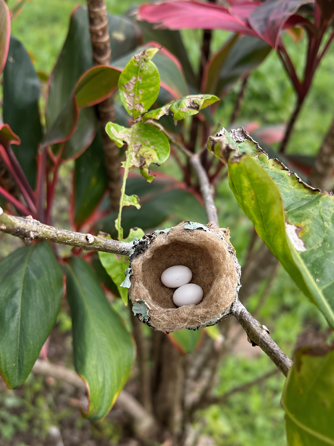 Nid d'oiseau avec deux œufs dans le jardin tropical